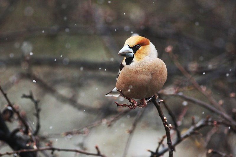 Дубоносphoto preview