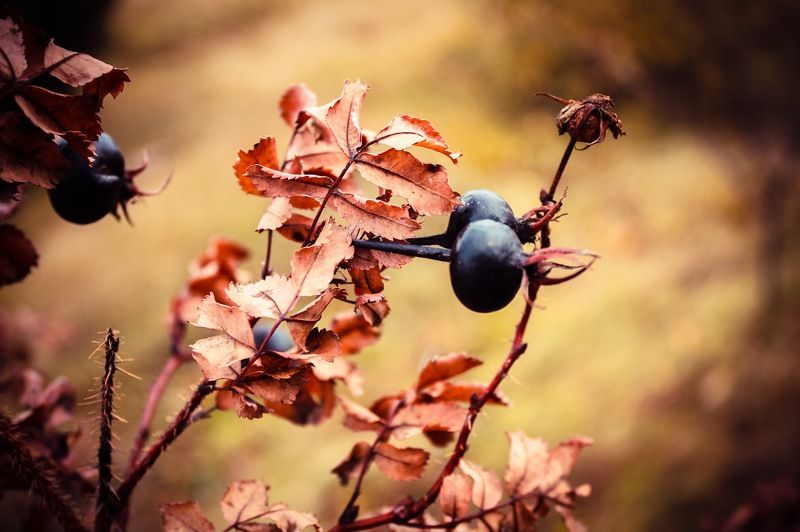 Есть такое время года, когда случаются чудеса. photo preview