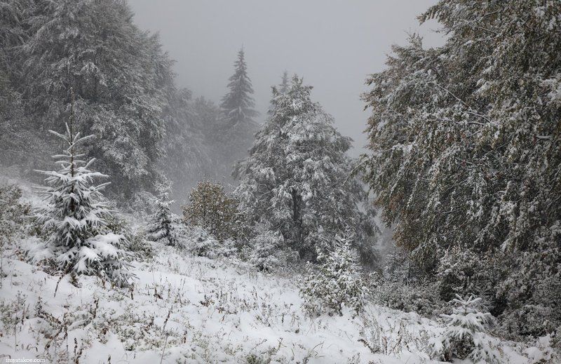 карпаты, снег, елки Однажды в октябре.photo preview