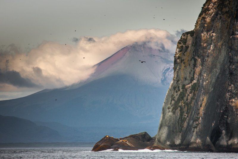 камчатка, сивучи, морские львы ,скала, сопка ,берег ,лежбище сивучей царство морских львовphoto preview