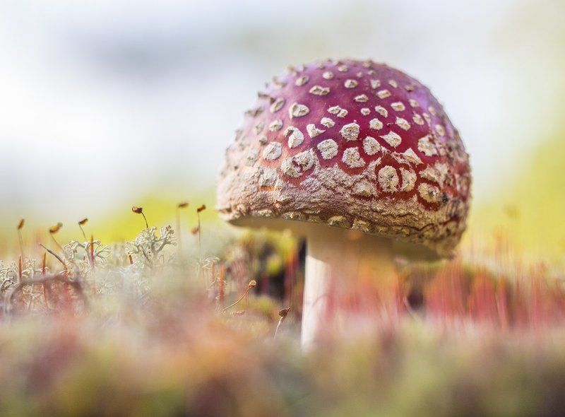 Мухоморphoto preview