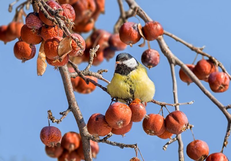 птица, синица, яблоки, зима, февраль, На зимних яблочках.photo preview