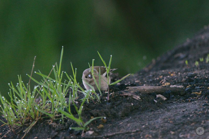 birds, animals, птицы, животные, птица, зяблик Прятки с зябликомphoto preview