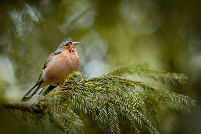 птицы, фото птиц, зяблик, птица Зябликphoto preview