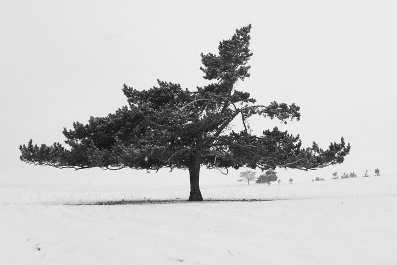 Деревья Одинокоедерево пейзаж зима  Оно застыло …не в лесу, не в перелеске...photo preview