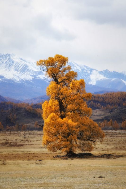 осень, алтай, курай, лиственница, деревья Осенний стражphoto preview
