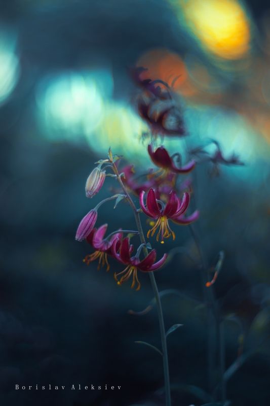 flowers,blue,orange,purple,light,bokeh,nature, Flowers фото превью