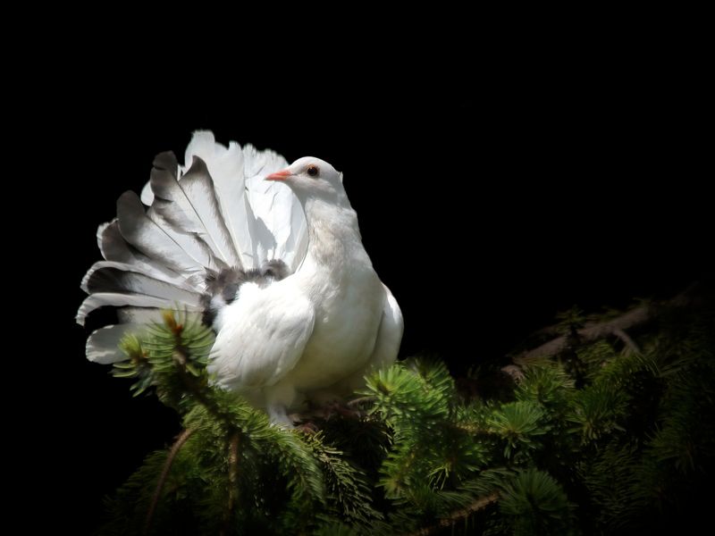 Фенерлияphoto preview