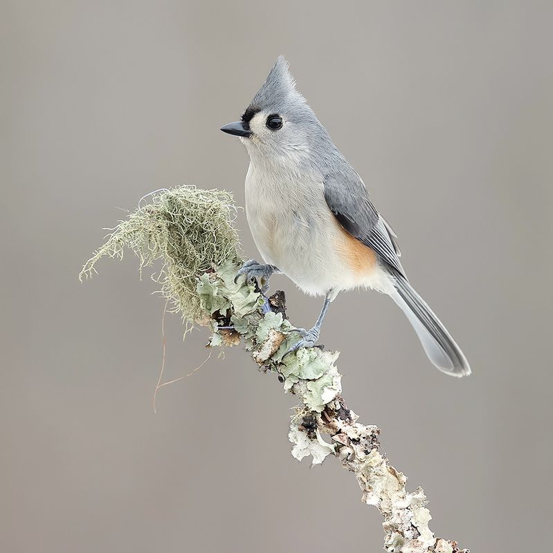 tufted titmouse, острохохлая синица,  синица,  titmouse,  зима Tufted Titmouse -Острохохлая синицаphoto preview