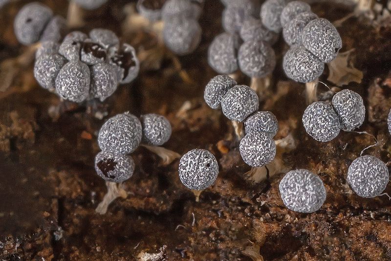 спорофоры, спорангии, споры, макро, миксомицеты, слизевики, бадамия, кора липы Спорофоры миксомицета Badhamia urticularisphoto preview