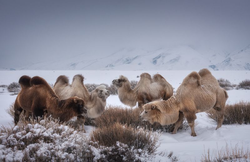 алтай, горный алтай, пейзажи алтая, кош-агачский район, чуйская степь, курайский хребет, горы, зимний алтай, степь, верблюды, двугорбые верблюды, бактриан Обедphoto preview