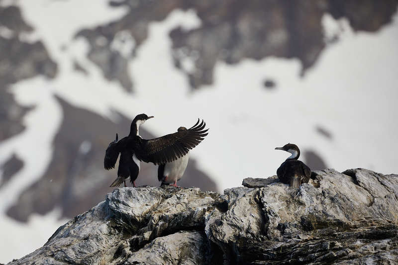 Вот такую рыбу поймал! фото превью