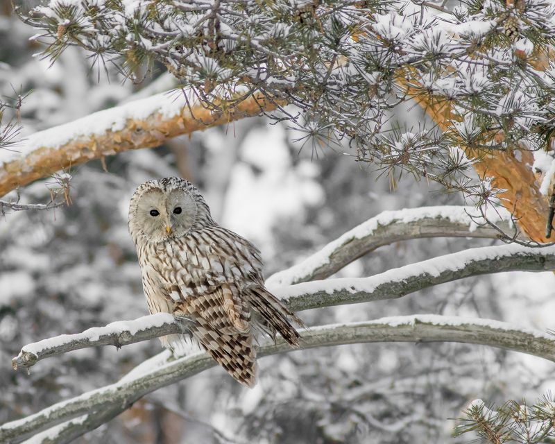 уральская неясыть Уральская неясытьphoto preview