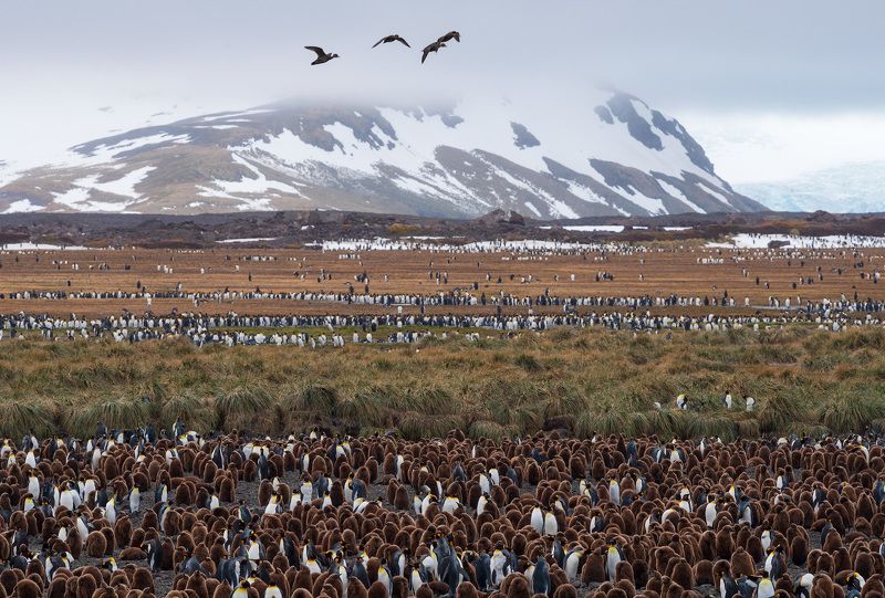 south, georgia Страна Пингвинияphoto preview