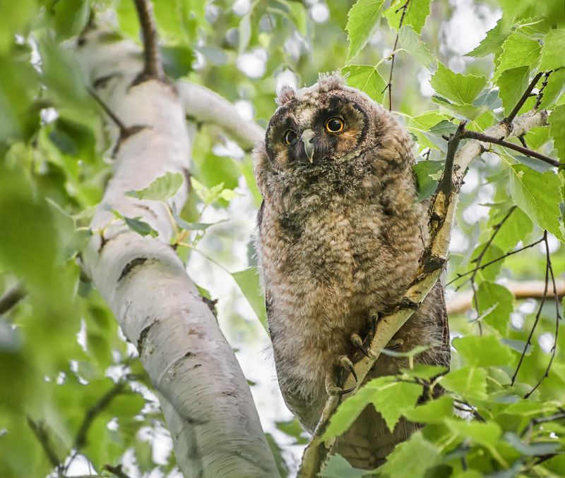 птица, ушастая сова, слёток, Ушастый пушистик. фото превью