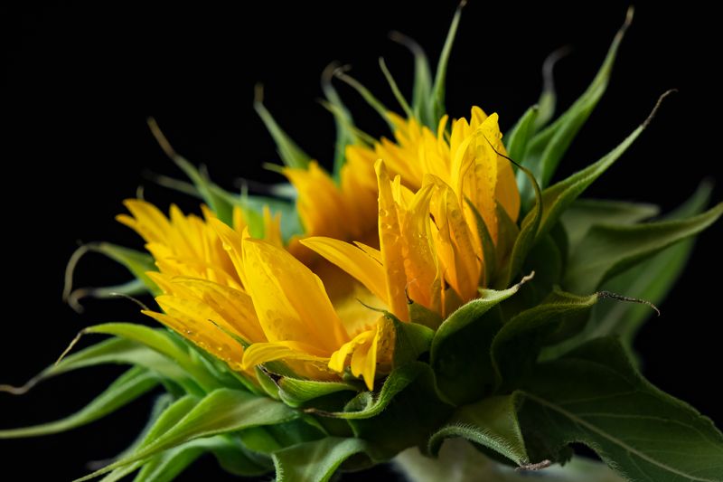 макро, цветы, подсолнух Подсолнухphoto preview