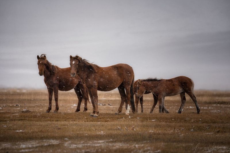 altay, autumn, horses, snow, outdoor, wild, wind Wildphoto preview