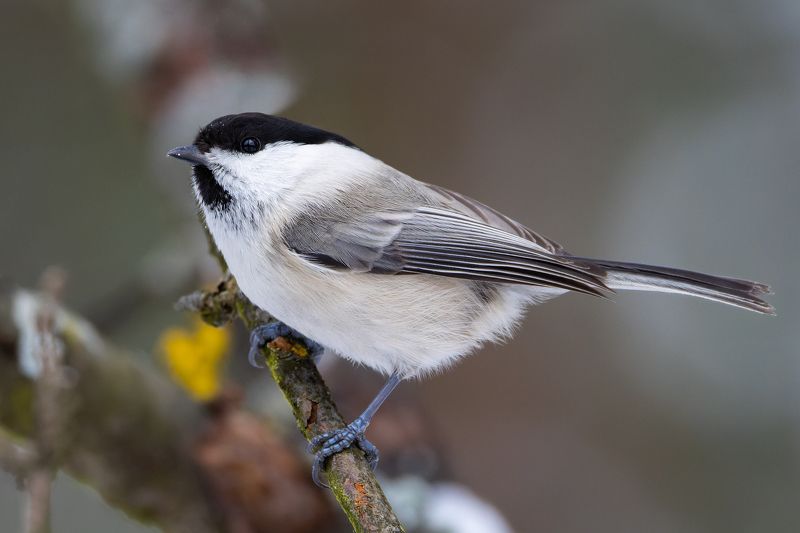 гаичка, poecile montanus, птицы, фото птиц, birds Гаичка. (Poecile montanus)photo preview