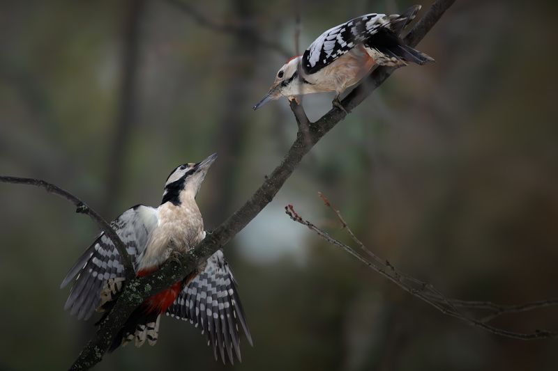 Спор...photo preview