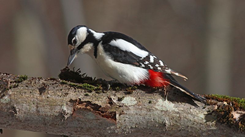 большой пёстрый дятел, дятел, dendrocopos major, great spotted woodpecker, woodpecker В поисках вкусненькогоphoto preview