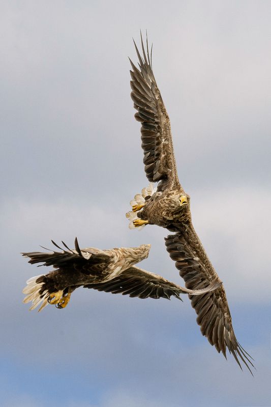 Bielik, ptak, ptak drapiezny, Haliaeetus albicilla, bird of prey Ptak drapiezny Bielikphoto preview