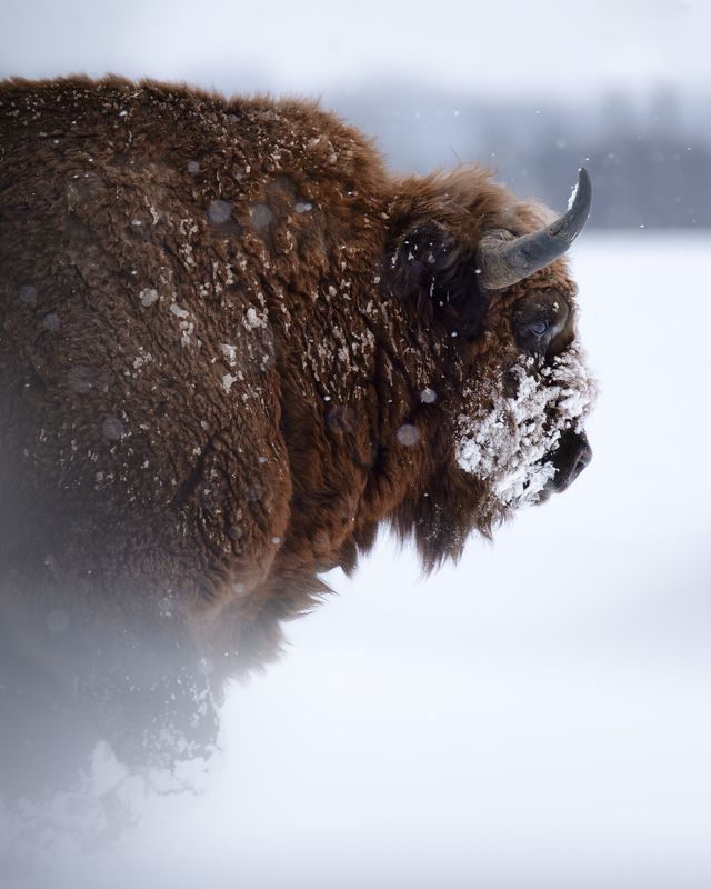 Европейский зубр, Bison bonasus, Декабрь 2023photo preview