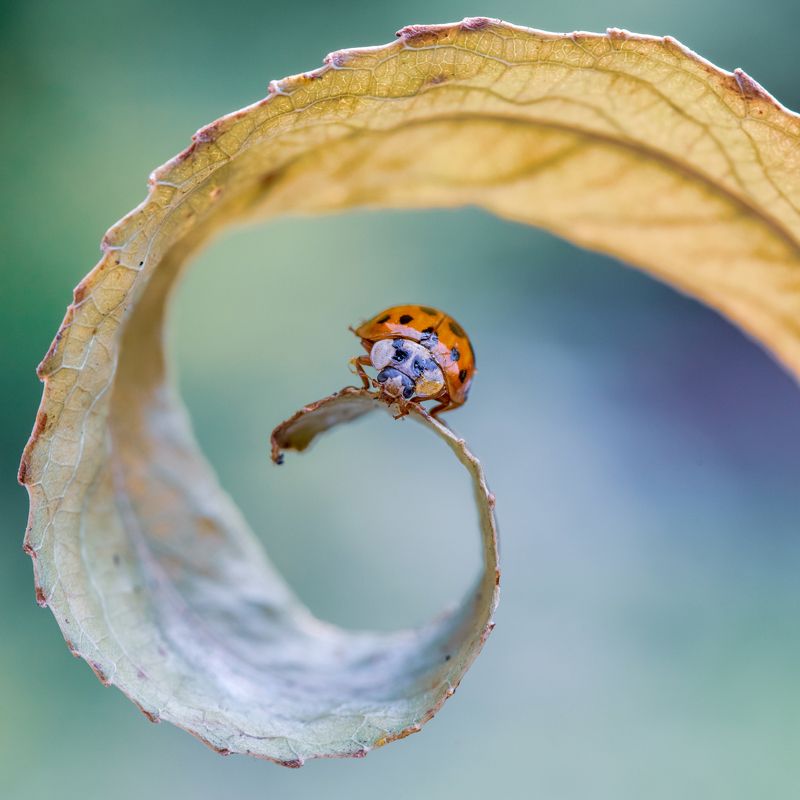 божья коровка, макро, листик, спираль По спиралиphoto preview