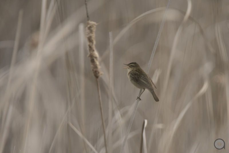 birds, animals, птицы, животные, птица ***photo preview