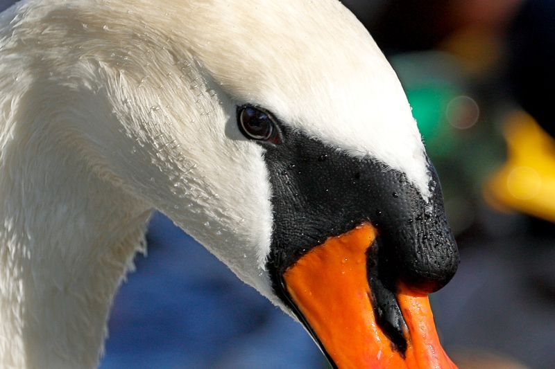 глаза невинностиphoto preview