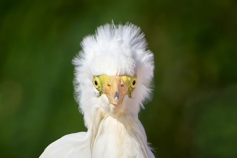 большая белая цапля,цапля,great egret,common egret,large egret,great white egret,great white heron,egret,heron Большая белая цапля фото превью