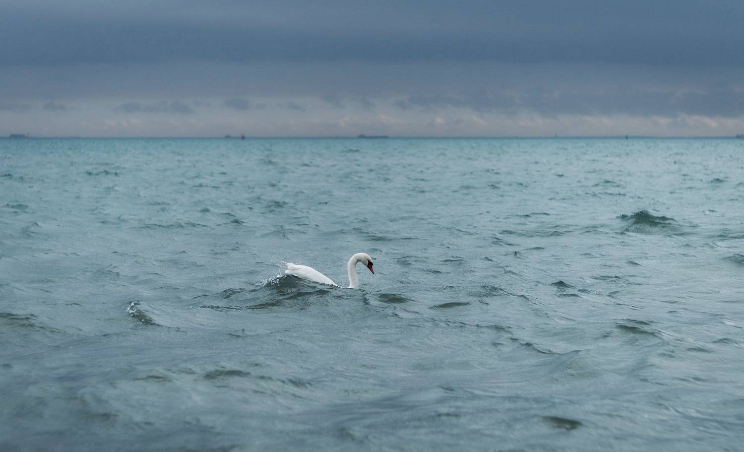 Герой декабрьского моря.. Автор: Щербак Анатолий зима, пейзаж, черное море, волны, птицы, лебеди, атмосферное, советский объектив, мануальная оптика, гелиос - 40, helios 40-2, природа крыма, красота россии, Щербак Анатолий