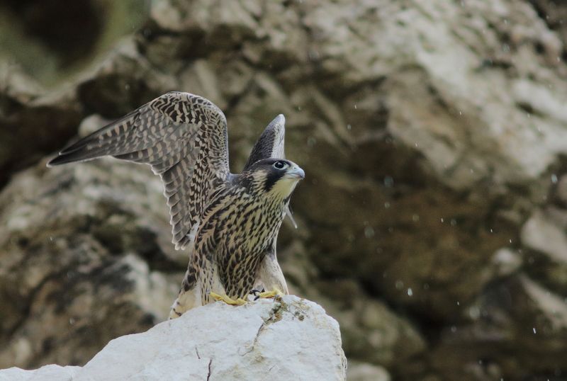 природа, животные, птицы, сапсан, анималистика, фотоохота, самарская область Небо зовётphoto preview