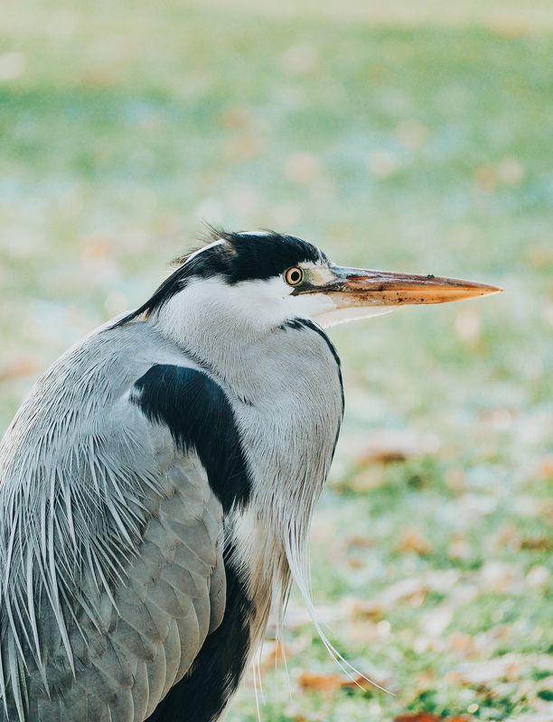цапля, птица, портрет, серый, клюв, bird, beek, grey, heron, portrait Портрет серой цаплиphoto preview