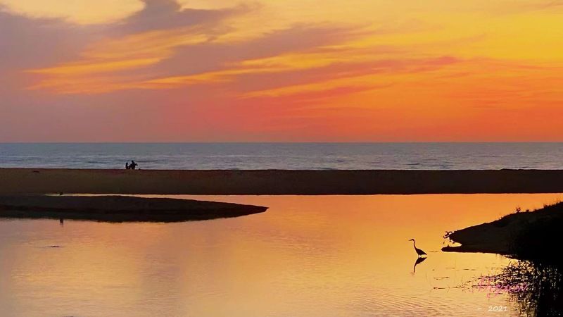 sunset Heron in the sunsetphoto preview