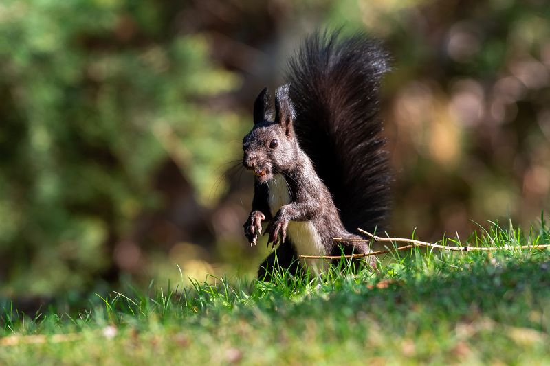 Sciurus vulgaris, volgograd, russia, wildlife, squirrel, белка,  Sciurus vulgarisphoto preview