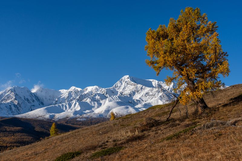 алтай, осень, горы, лиственница, altay, autumn, mountains, larch photo preview