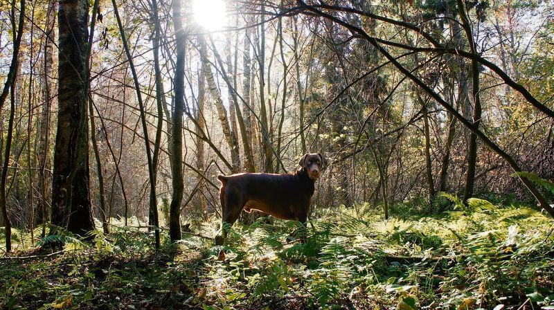 Браун.Гуляем.photo preview