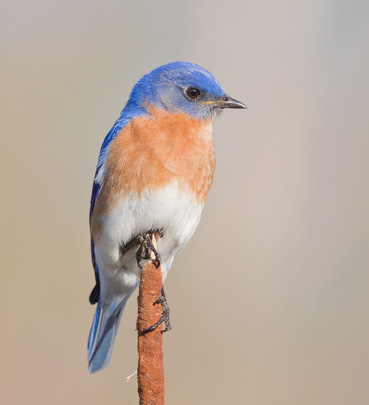 восточная сиалия, eastern bluebird, bluebird Восточная сиалия, самец - Eastern Bluebird, malephoto preview
