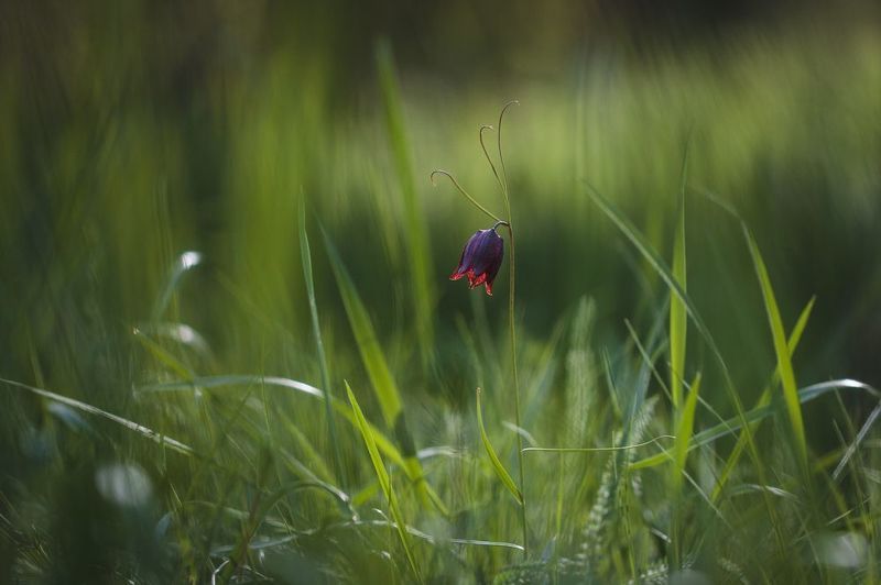 рябчик русский, fritillaria, fritillaria ruthenica, первоцветы, цветы Рябчик русский фото превью