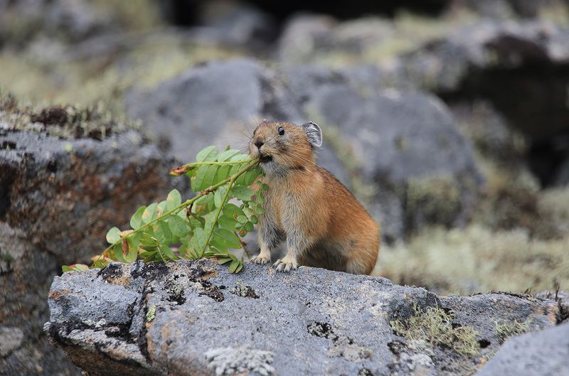 пищуха Зима не за горамиphoto preview