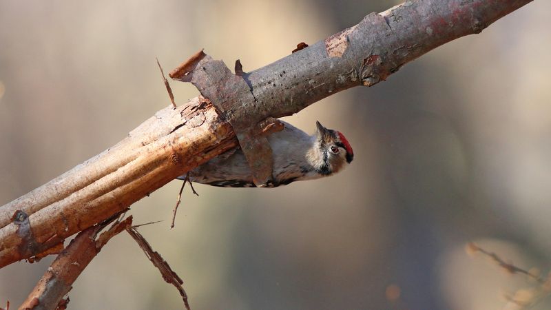 малый пёстрый дятел, dendrocopos minor, lesser spotted woodpecker Нашёл то, что искалphoto preview