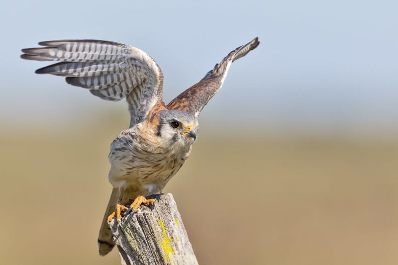 птицы, уругвай ***photo preview