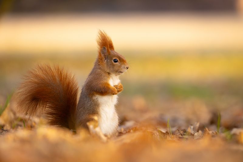 Squirrelphoto preview