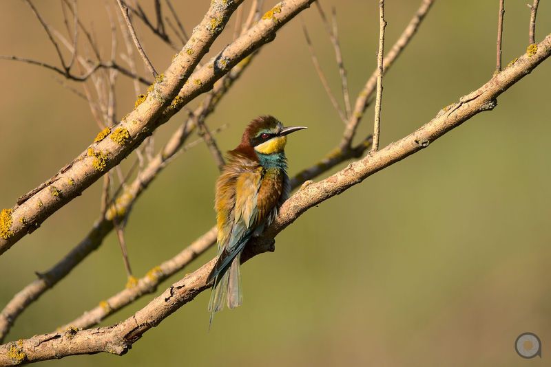 birds, animals, птицы, животные, птица, золотистая щурка золотистая щуркаphoto preview