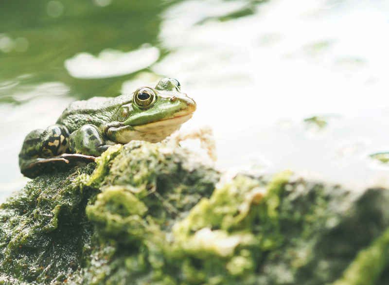 макро, лягушка, зелёный, macro, frog, green Я на солнышке лежуphoto preview