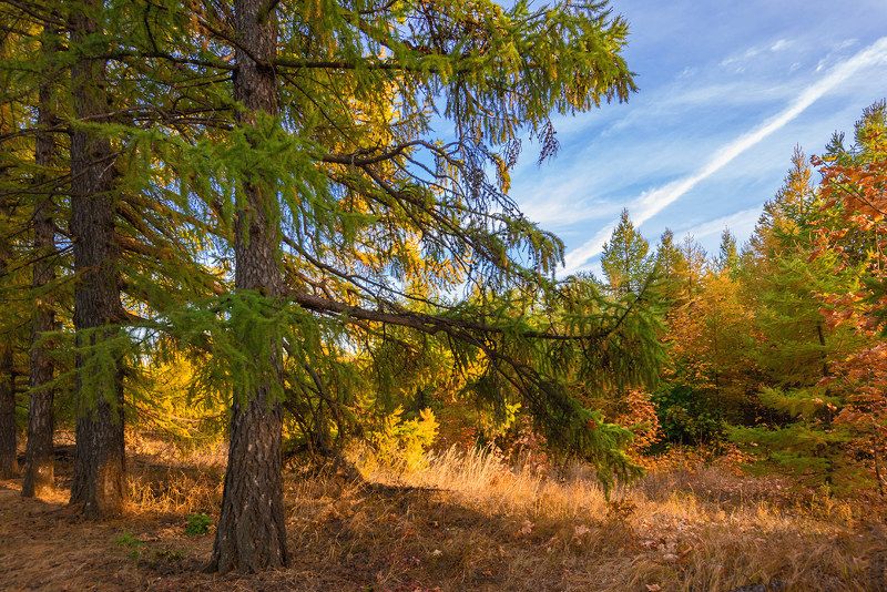 осень Золотая осень... фото превью