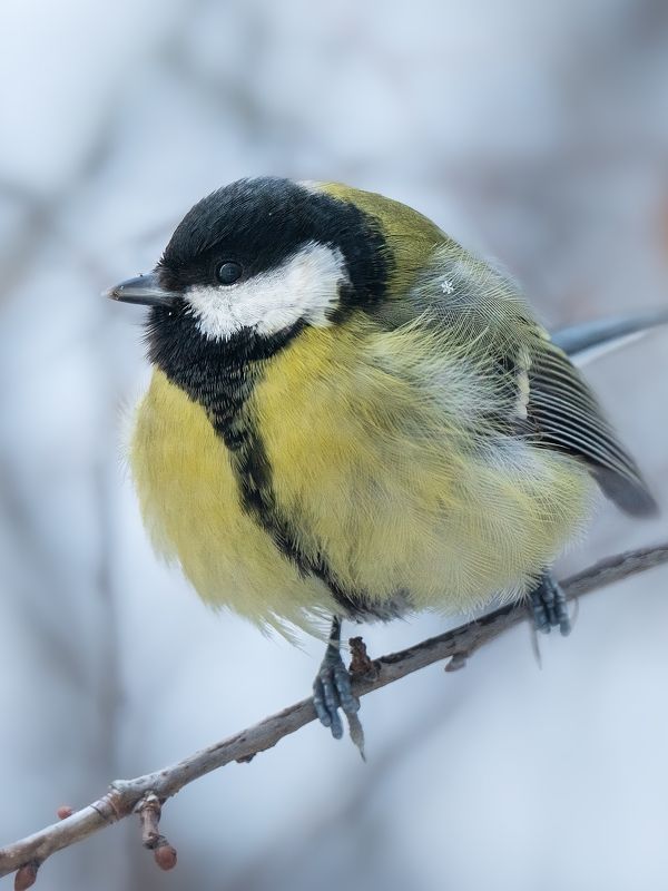 синичка, синица, птица, фауна, зима, снежинка Доставка новогодних снежинокphoto preview