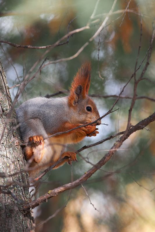 Sciurus vulgaris, volgograd, russia, wildlife, squirrel, белка,  Sciurus vulgarisphoto preview