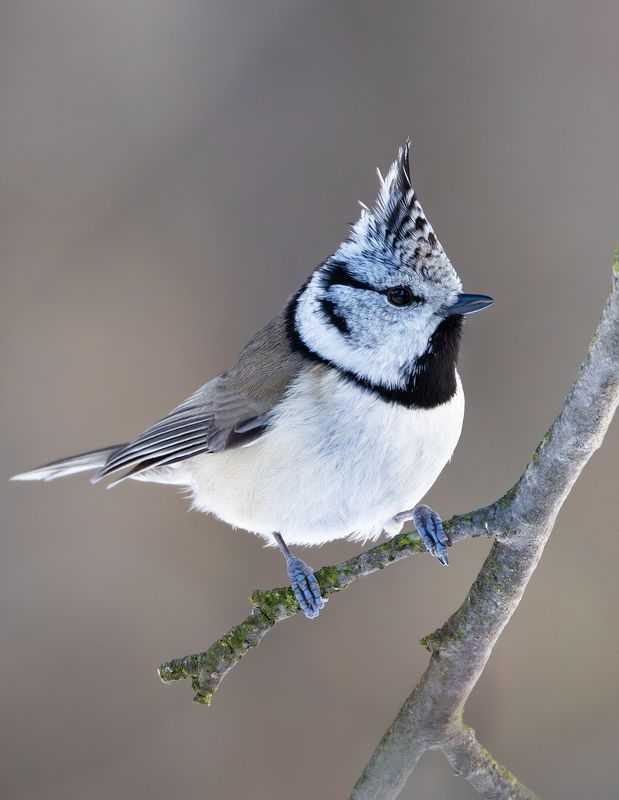 хохлатая синица, гренадерка, птицы, фото птиц Хохлатая красотка.photo preview