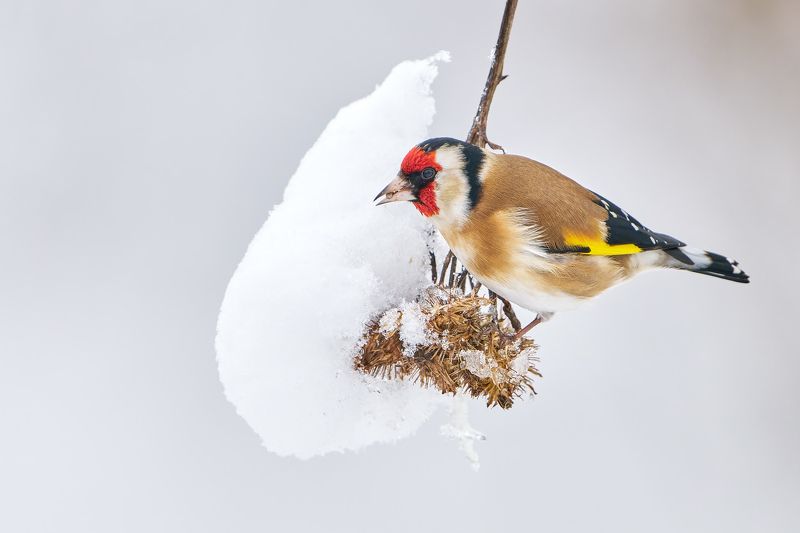 птицы, щегол, зима, снег Щегол за обедом :)photo preview
